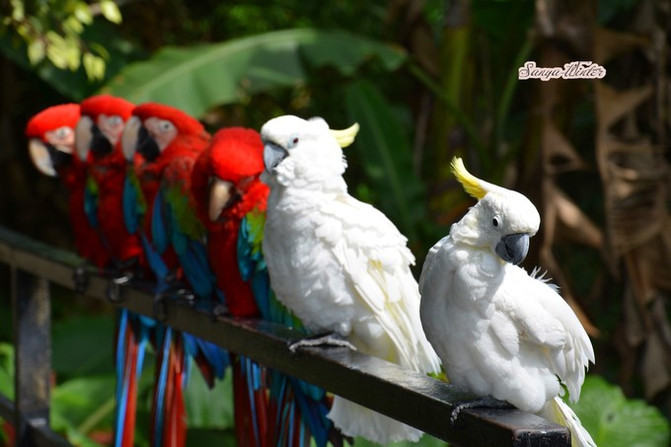 相约海之南歌曲,浪漫走天涯相约海之南