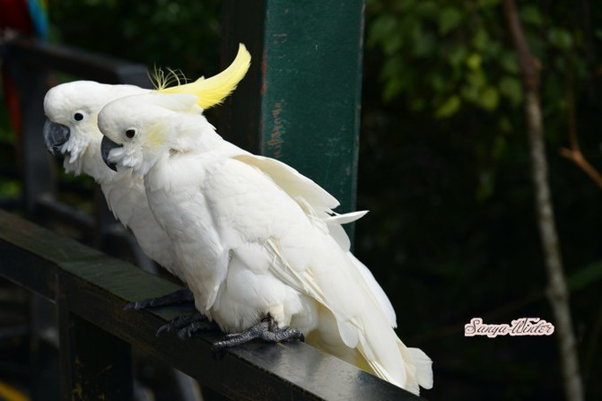 相约海之南歌曲,浪漫走天涯相约海之南