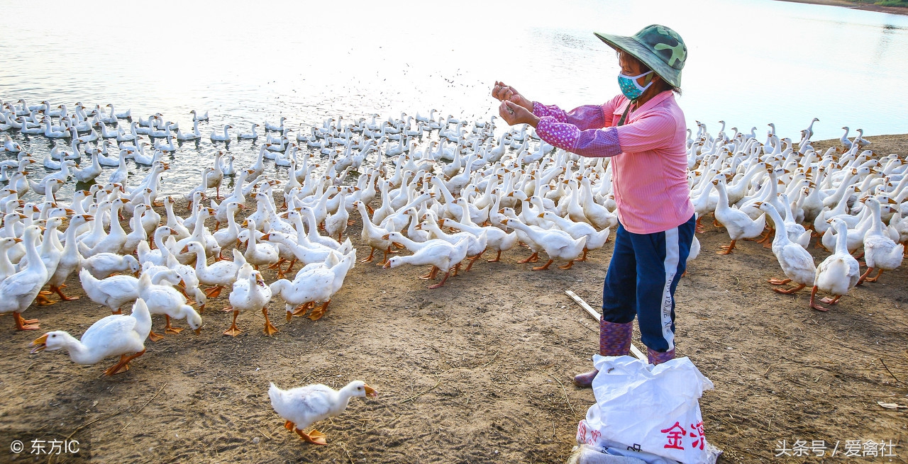 养鹅能赚钱吗湖北十堰,养鹅卖蛋和卖鹅哪个赚钱
