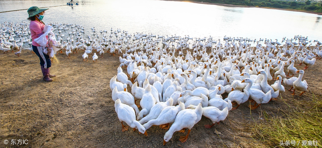 养鹅能赚钱吗湖北十堰,养鹅卖蛋和卖鹅哪个赚钱