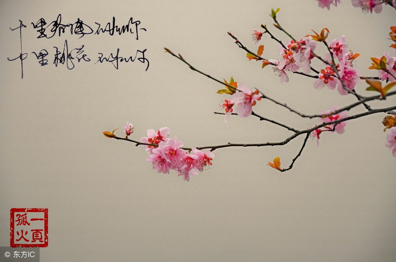 关于描写春的诗句古诗大全,古诗中描写春天的诗词大全