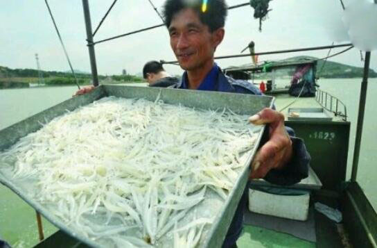 鱼中珍品白肌银鱼之谜,白鳍豚的传说