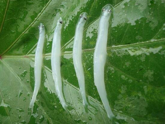 鱼中珍品白肌银鱼之谜,白鳍豚的传说