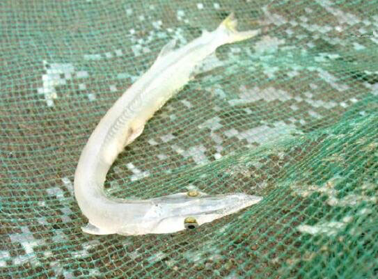 鱼中珍品白肌银鱼之谜,白鳍豚的传说