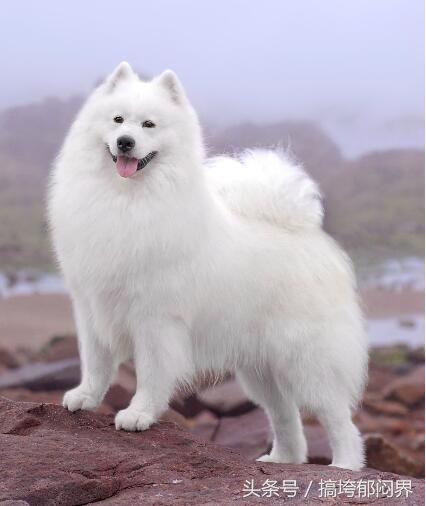 怎么改掉狗狗舔尿的习惯,狗狗喜欢舔别的狗尿怎么回事