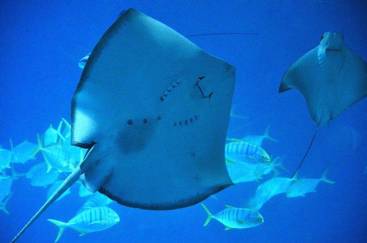 一条几十万的鱼一天能赚多少钱,一条鱼养了50年卖价最少6万块