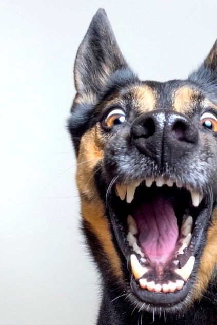 我家的狗狗比较忧郁怎么办,我家的狗狗特别调皮