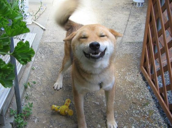 我家的狗狗比较忧郁怎么办,我家的狗狗特别调皮