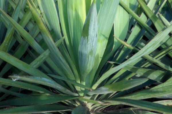 天门冬科剑麻小苗多少钱一棵？种植一亩赚多少钱？技术有哪些？