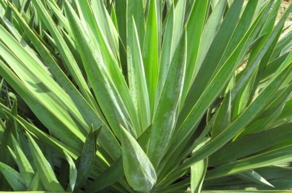 天门冬科剑麻小苗多少钱一棵？种植一亩赚多少钱？技术有哪些？