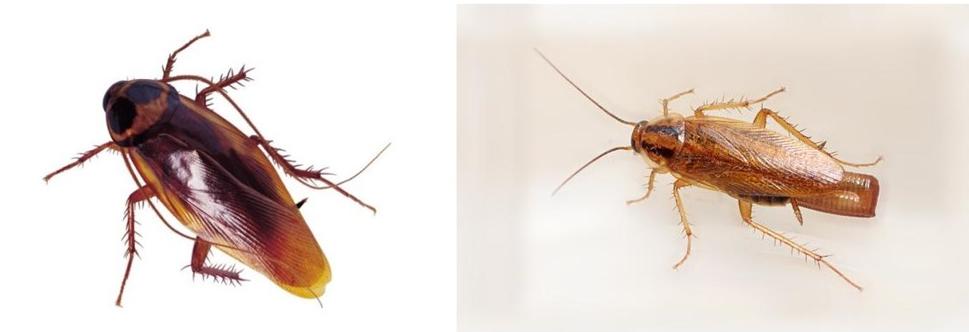 蚂蚁蟑螂怎么消灭,车内蟑螂怎么消灭