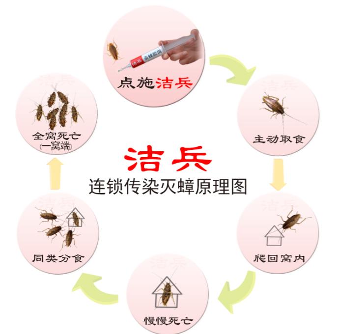 蚂蚁蟑螂怎么消灭,车内蟑螂怎么消灭