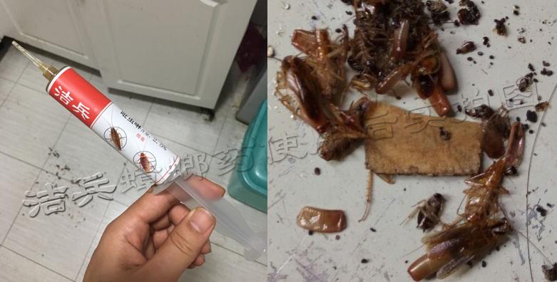 蚂蚁蟑螂怎么消灭,车内蟑螂怎么消灭