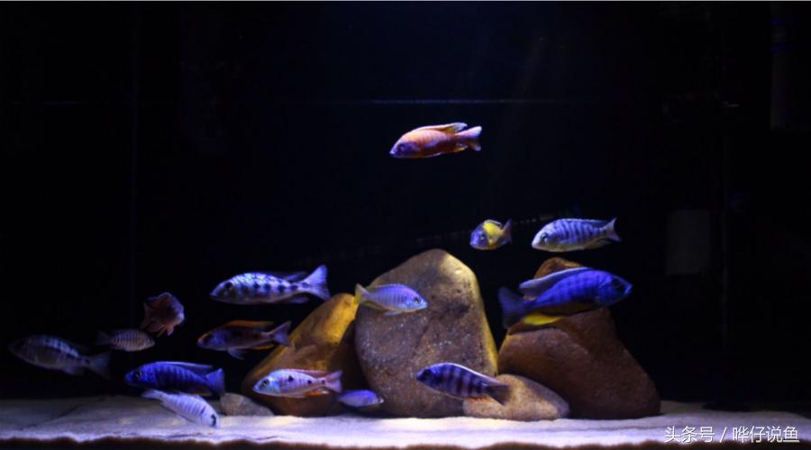 龙鱼三湖慈鲷混养大型缸,养三湖慈鲷的鱼缸选择