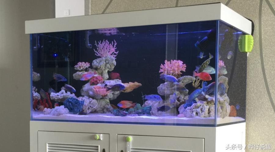 龙鱼三湖慈鲷混养大型缸,养三湖慈鲷的鱼缸选择