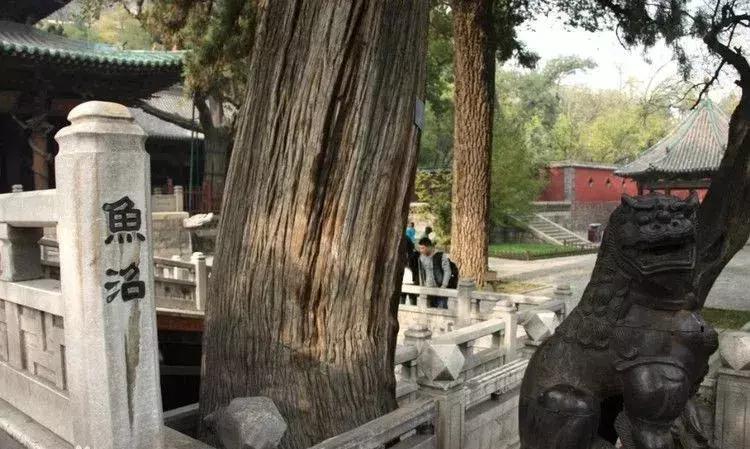 山西太原旅游攻略晋祠,太原文旅晋祠