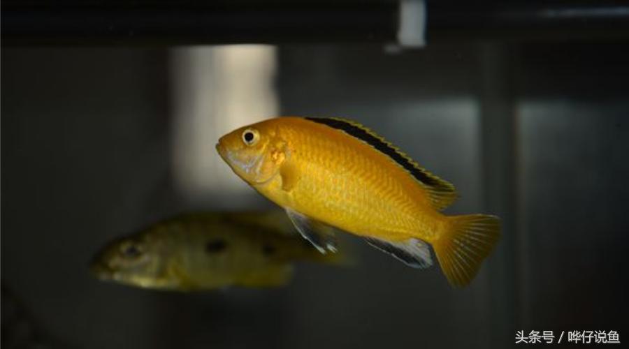 龙鱼三湖慈鲷混养大型缸,养三湖慈鲷的鱼缸选择