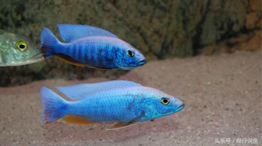 龙鱼三湖慈鲷混养大型缸,养三湖慈鲷的鱼缸选择