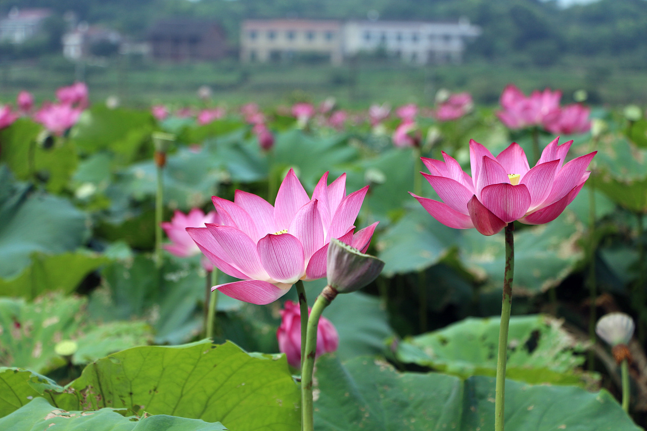 青苹果原创歌曲,青苹果原创