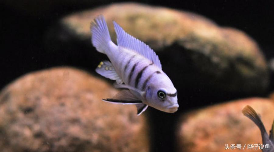 龙鱼三湖慈鲷混养大型缸,养三湖慈鲷的鱼缸选择