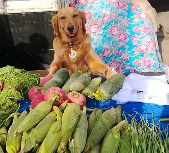 金毛和主人一起看夕阳,金毛和主人买菜