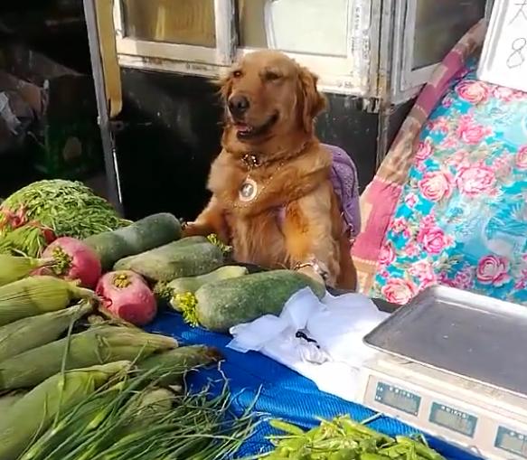 金毛和主人一起看夕阳,金毛和主人买菜