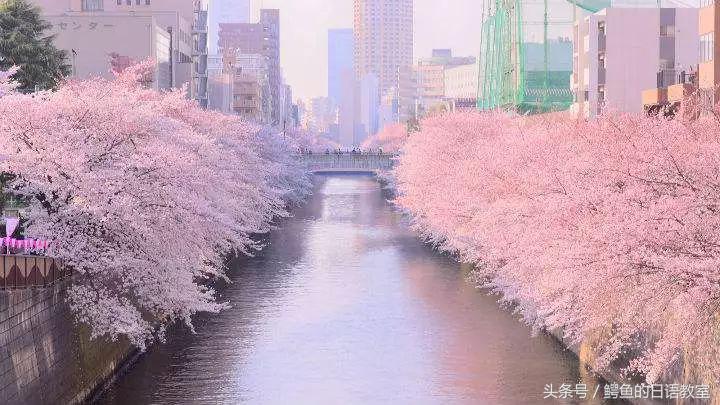 2018樱花,日本樱花节一览表