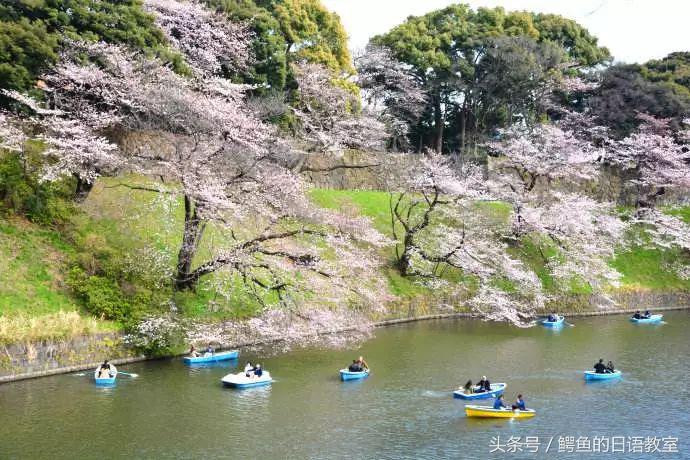 2018樱花,日本樱花节一览表