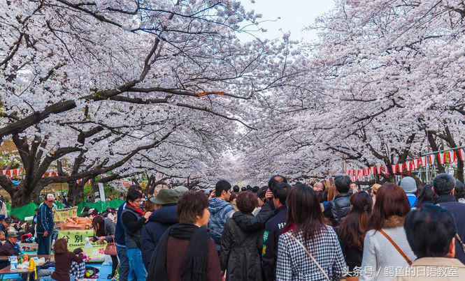 2018樱花,日本樱花节一览表