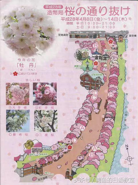 2018樱花,日本樱花节一览表