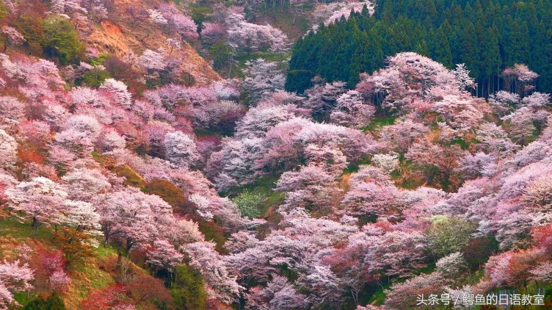 2018樱花,日本樱花节一览表
