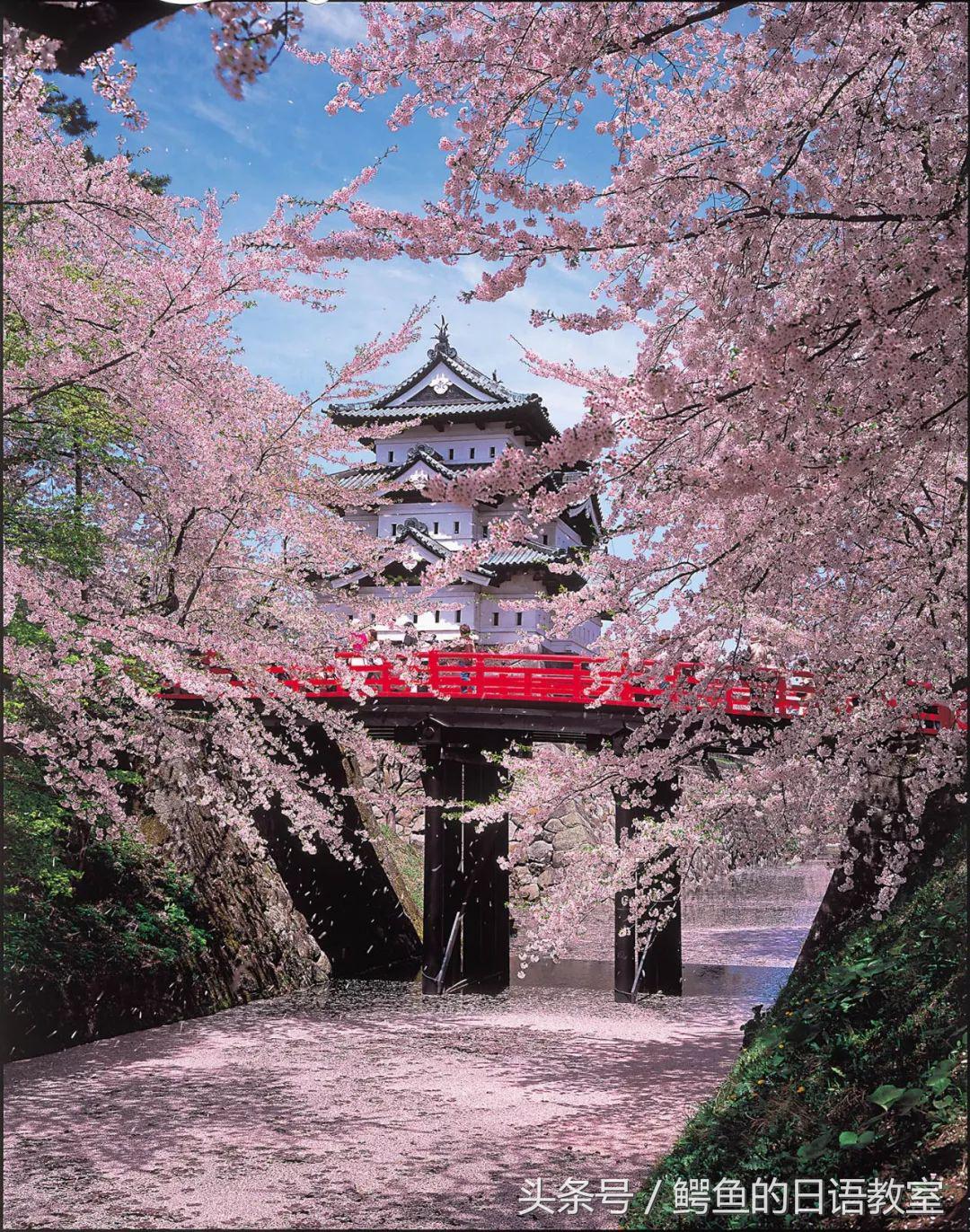 2018樱花,日本樱花节一览表