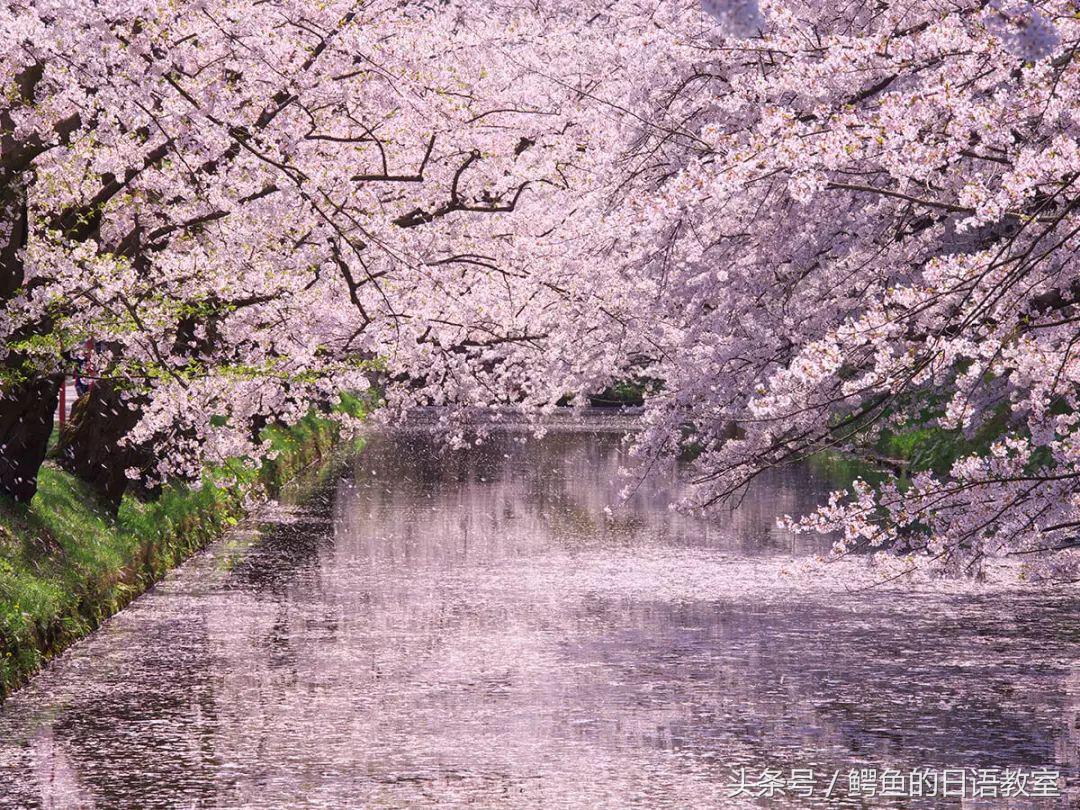 2018樱花,日本樱花节一览表