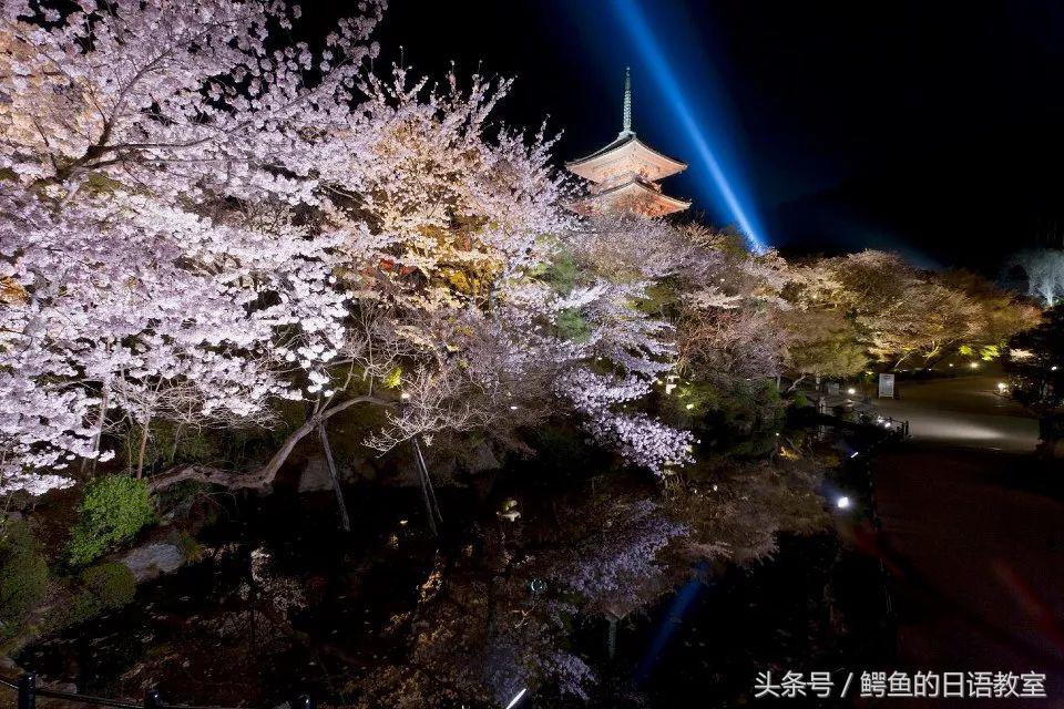 2018樱花,日本樱花节一览表