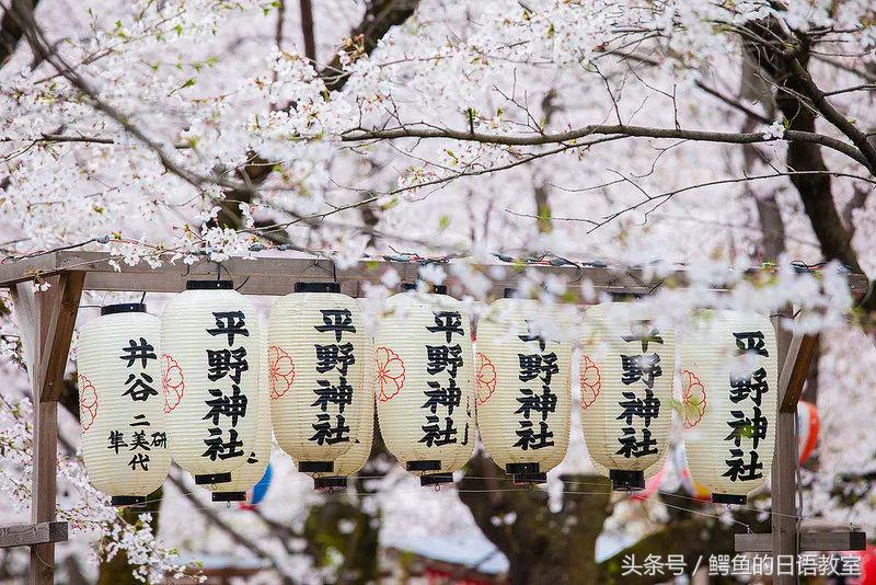 2018樱花,日本樱花节一览表