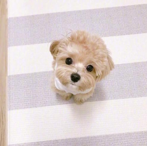 养一只马尔济斯一只约克夏,养一只马尔济斯需要什么东西