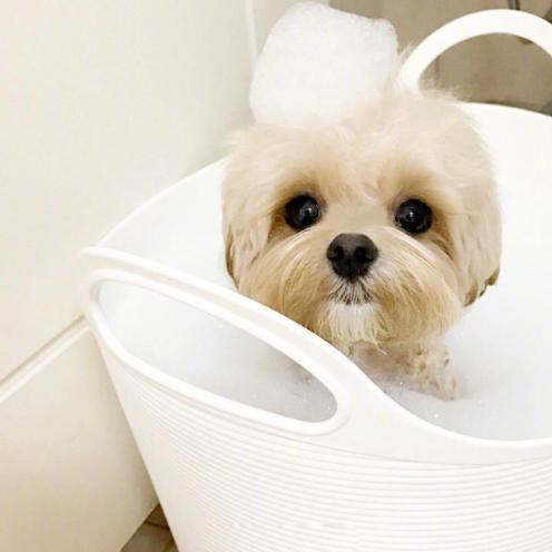 养一只马尔济斯一只约克夏,养一只马尔济斯需要什么东西