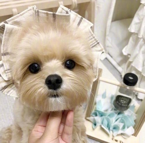 养一只马尔济斯一只约克夏,养一只马尔济斯需要什么东西