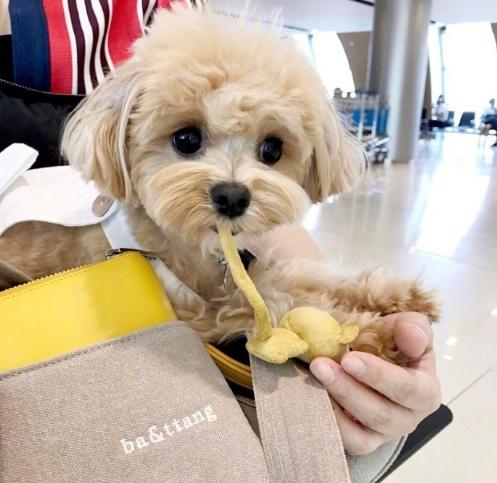 养一只马尔济斯一只约克夏,养一只马尔济斯需要什么东西