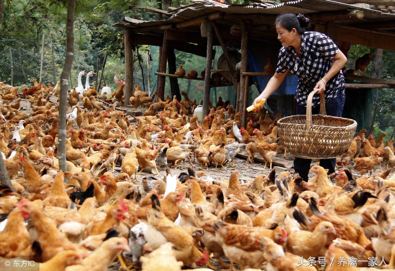 养鸡秘诀养鸡小技巧,养鸡技巧大蒜喂鸡的好处
