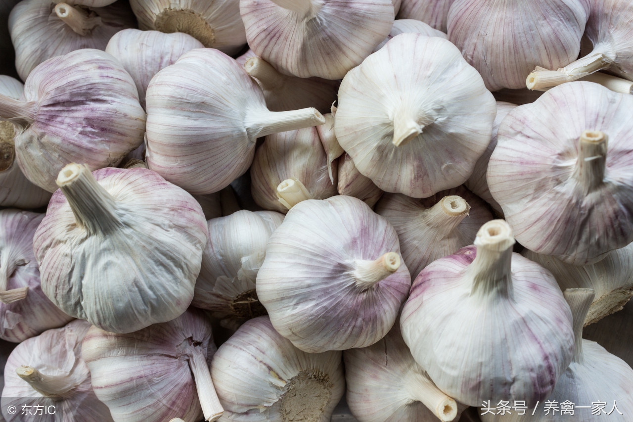 养鸡秘诀养鸡小技巧,养鸡技巧大蒜喂鸡的好处