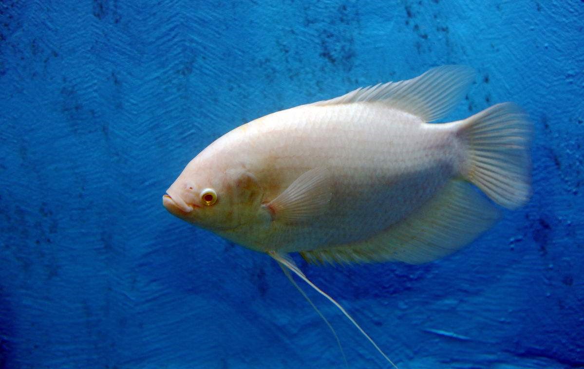 招财鱼饲养的技巧,招财鱼最佳饲养方法