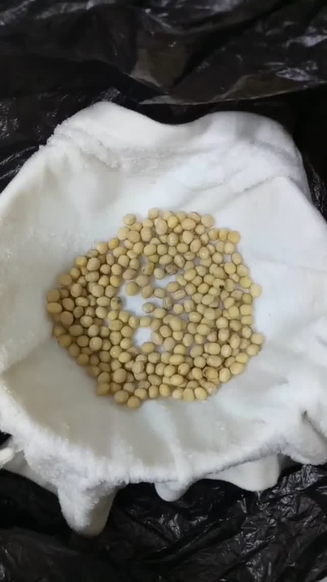 生豆芽怎么发芽最快最好,生豆芽最快最好方法