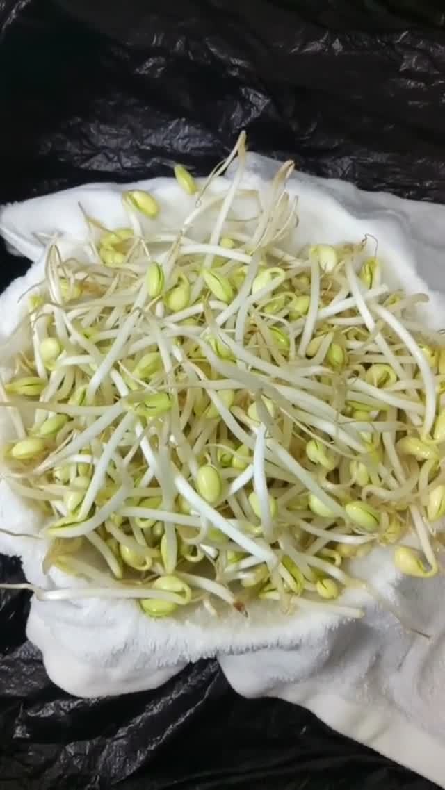 生豆芽怎么发芽最快最好,生豆芽最快最好方法