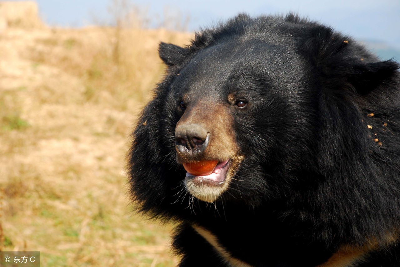 白背猩猩斗老虎,最后的较量全集