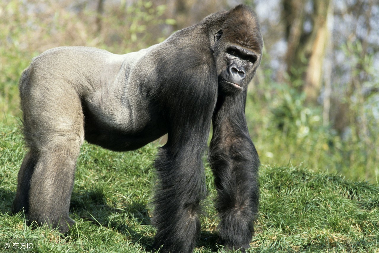 白背猩猩斗老虎,最后的较量全集