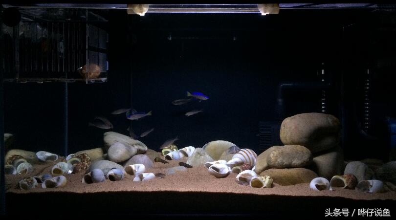 龙鱼三湖慈鲷混养大型缸,养三湖慈鲷的鱼缸选择