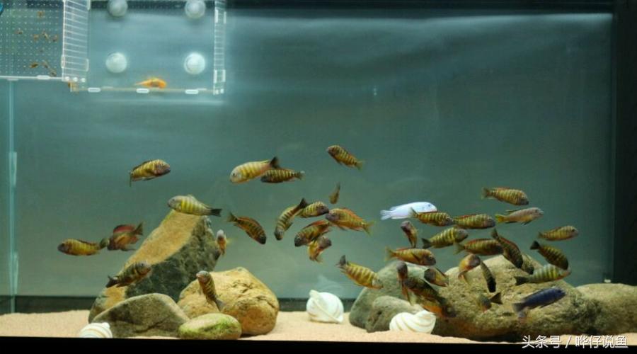 龙鱼三湖慈鲷混养大型缸,养三湖慈鲷的鱼缸选择