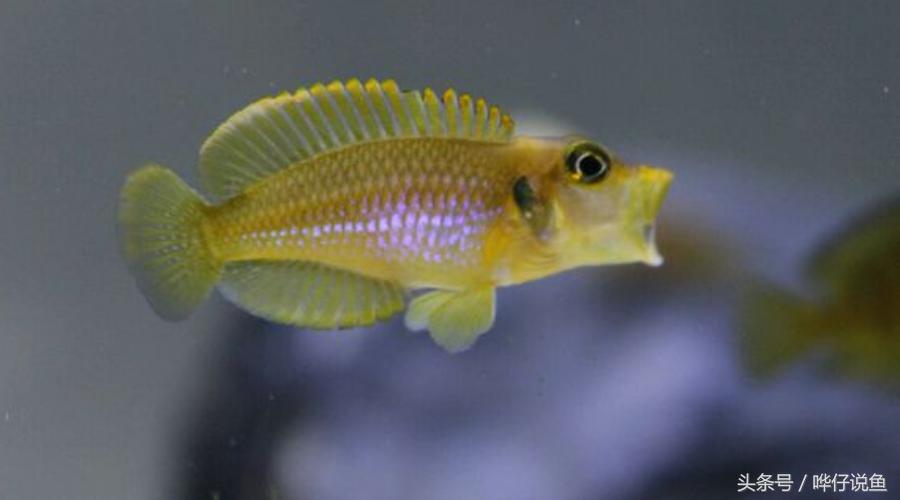 龙鱼三湖慈鲷混养大型缸,养三湖慈鲷的鱼缸选择