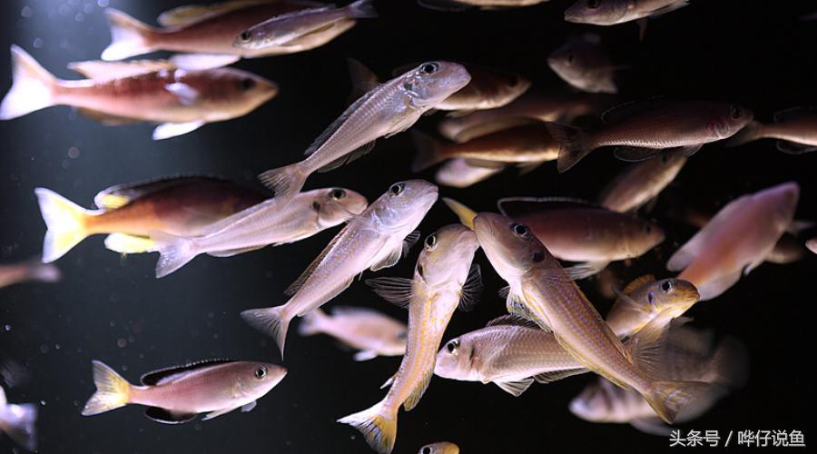 龙鱼三湖慈鲷混养大型缸,养三湖慈鲷的鱼缸选择